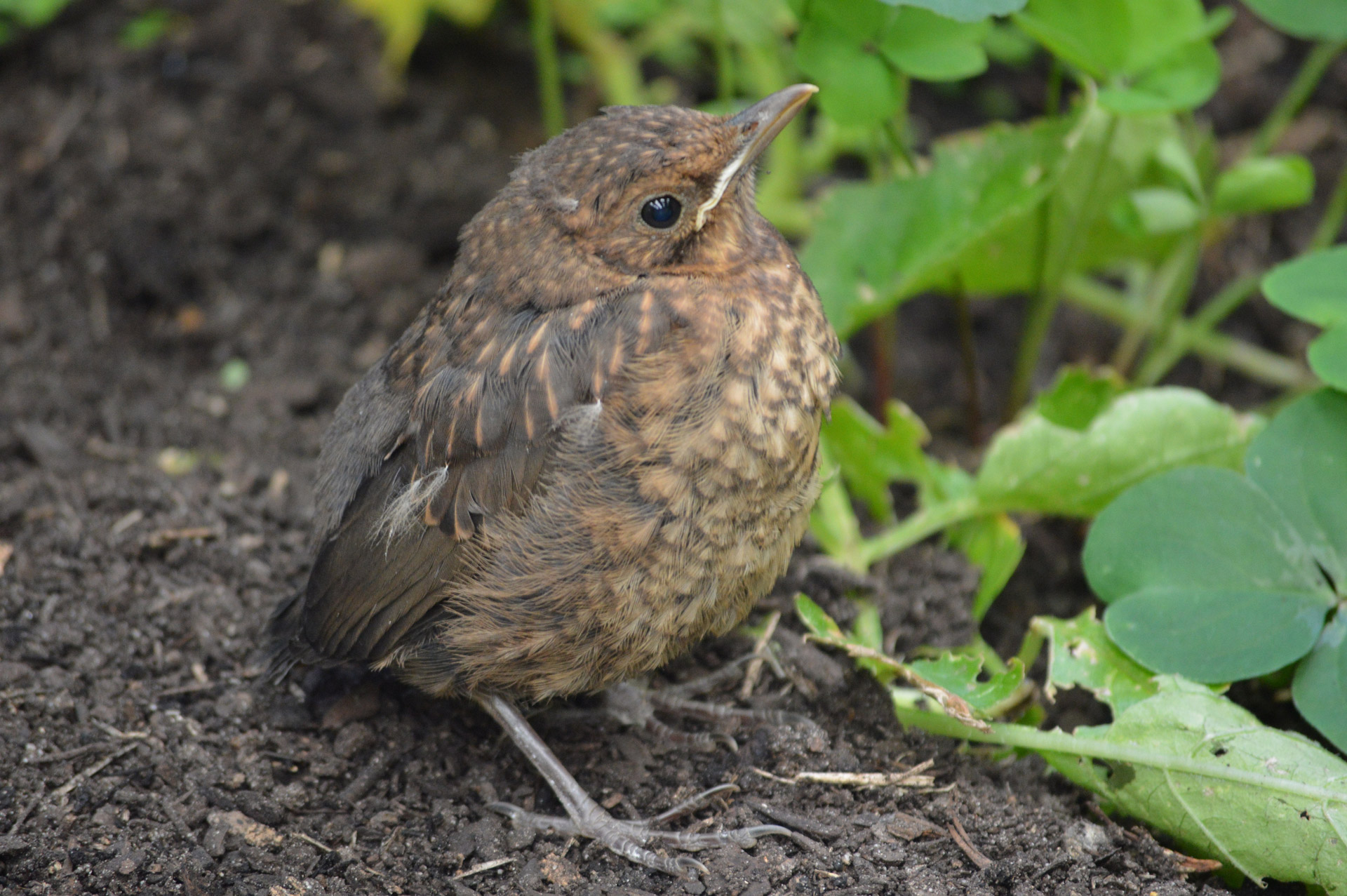 bird animals nature free photo