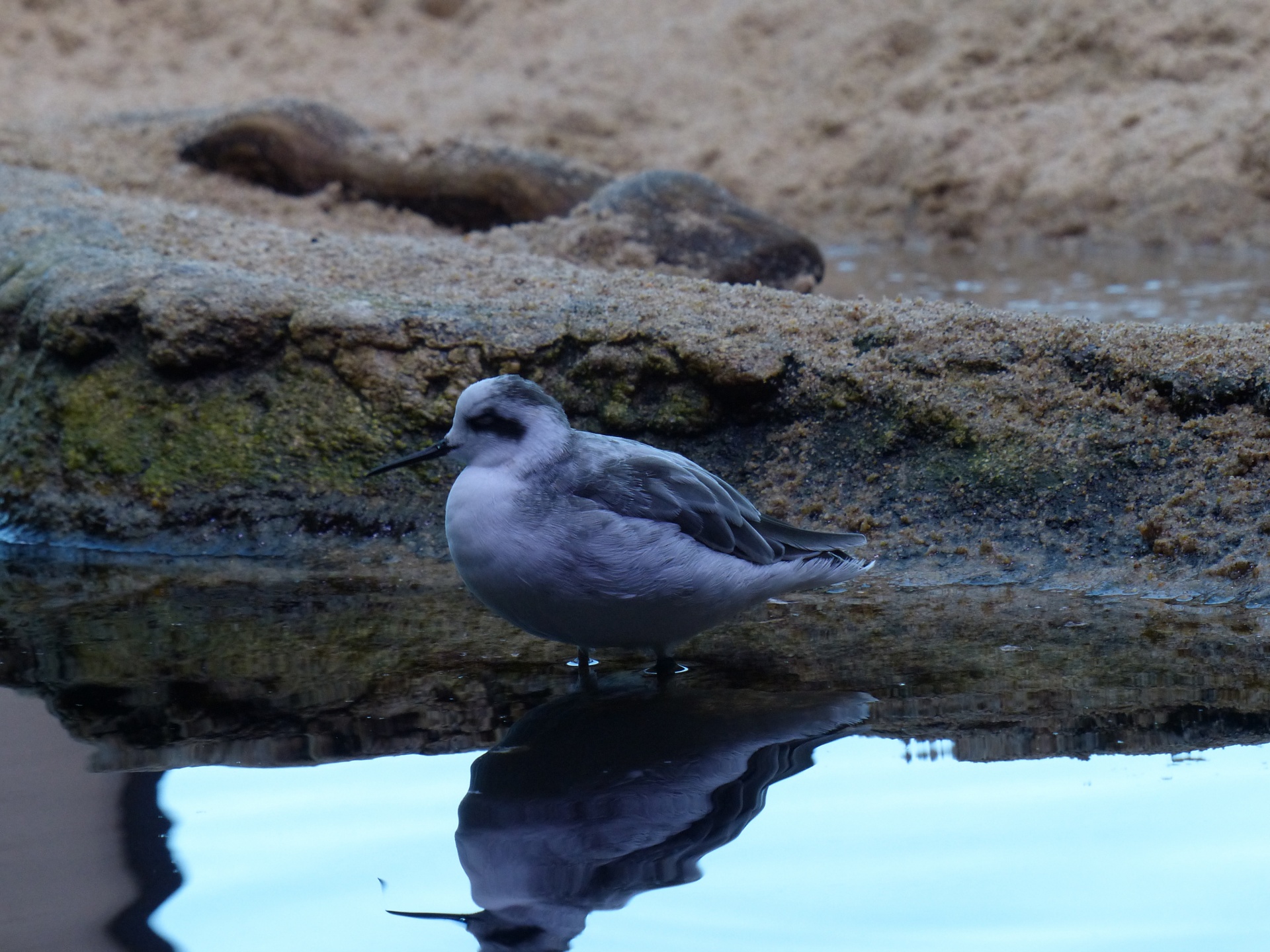 bird birds water free photo