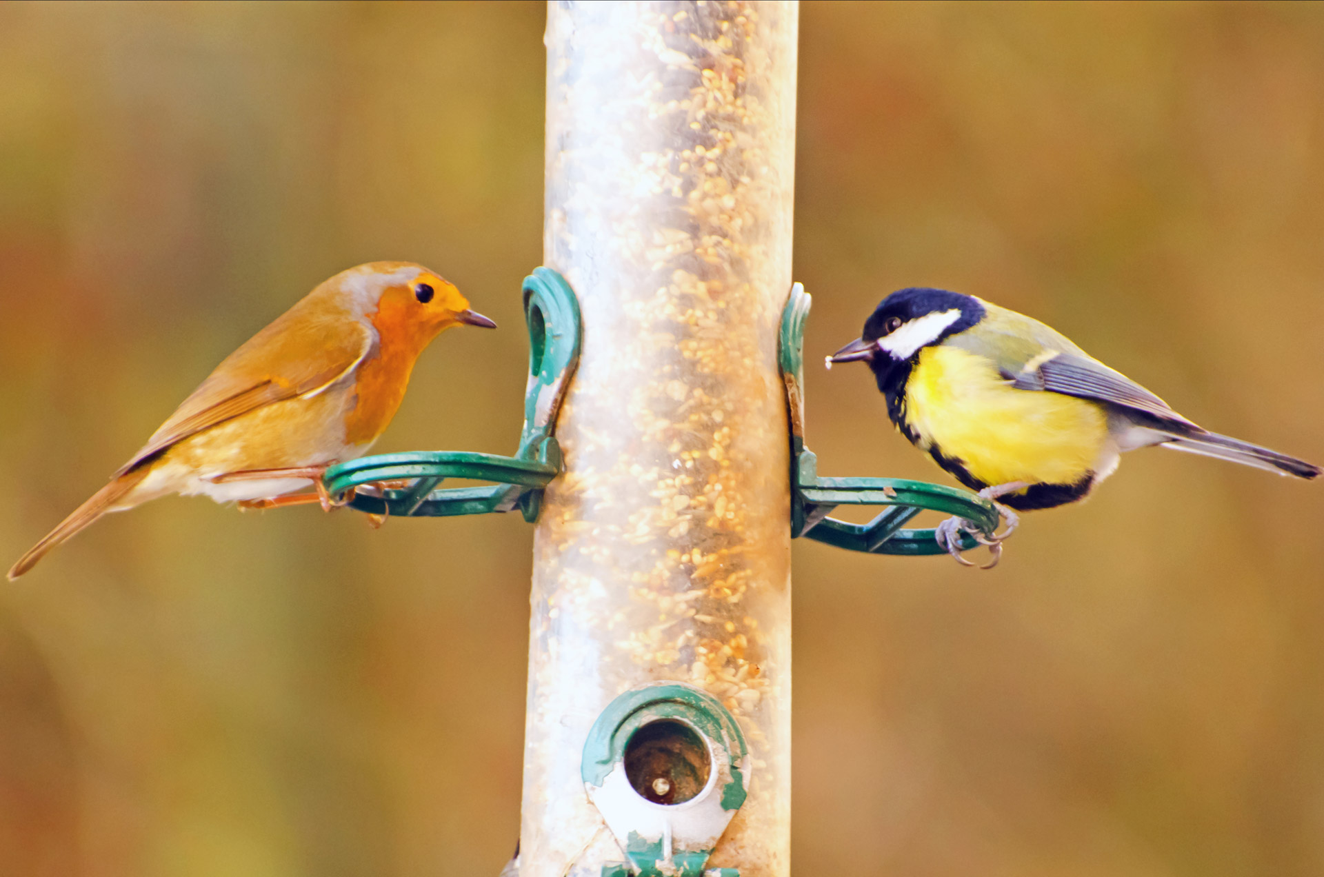 bavaria bird branch free photo