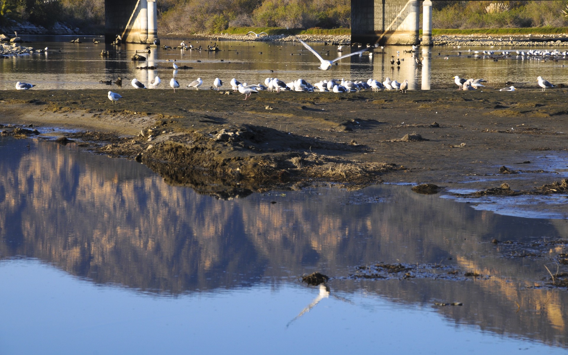 bird birds sea gulls free photo