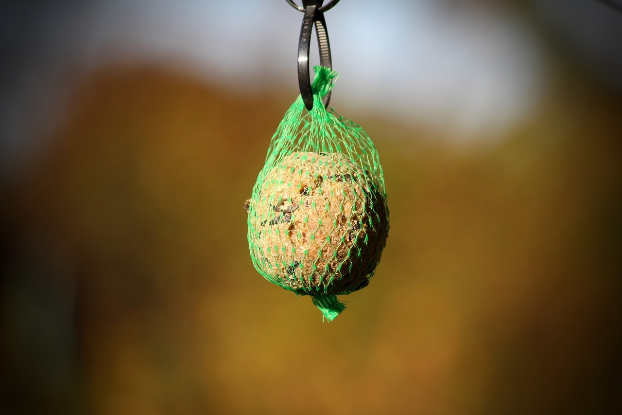 bird seed  fat balls  winter free photo