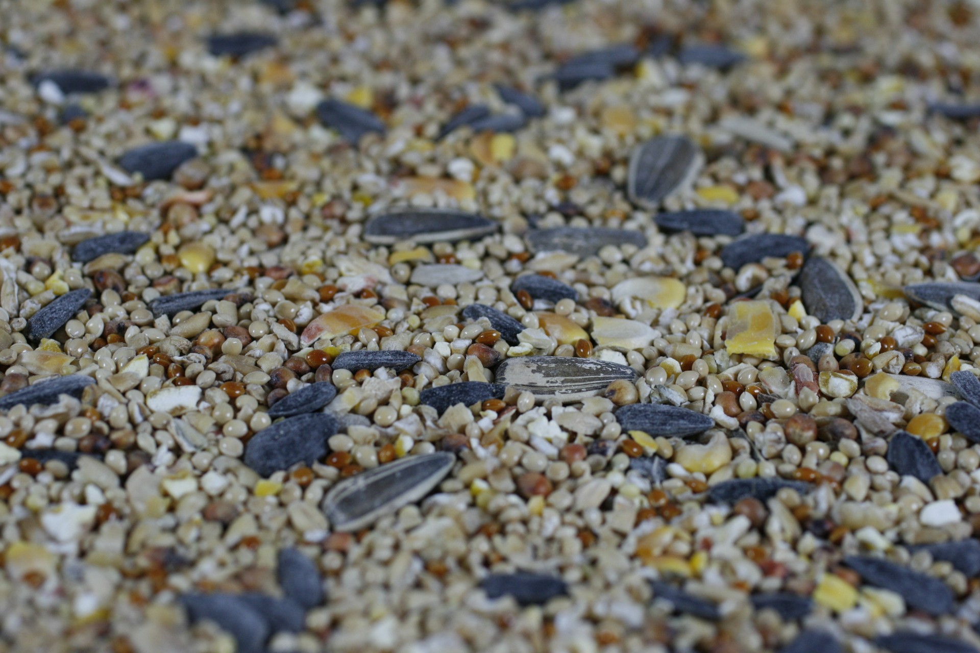 bird seed sunflower free photo