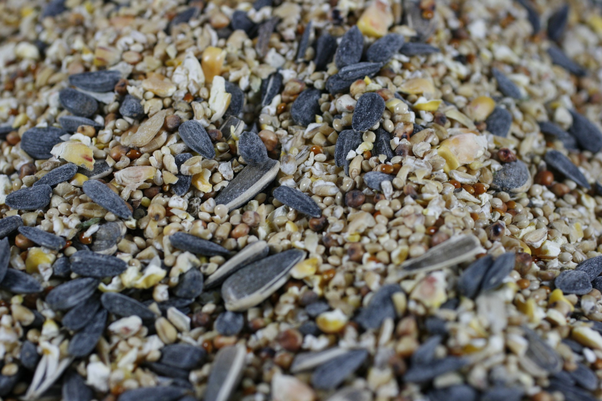 bird seed sunflower free photo