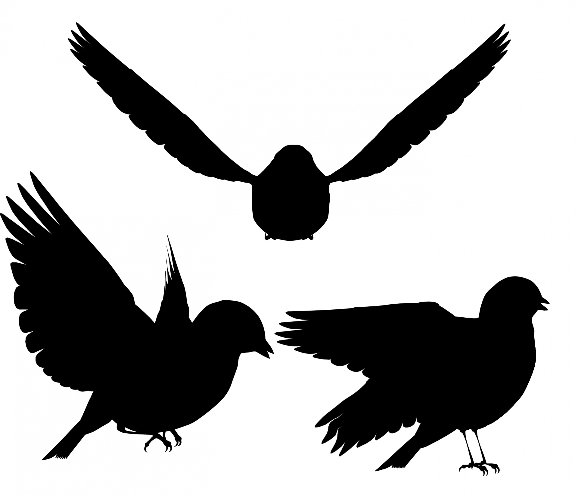 bird silhouette commercial use silhouette bird free photo