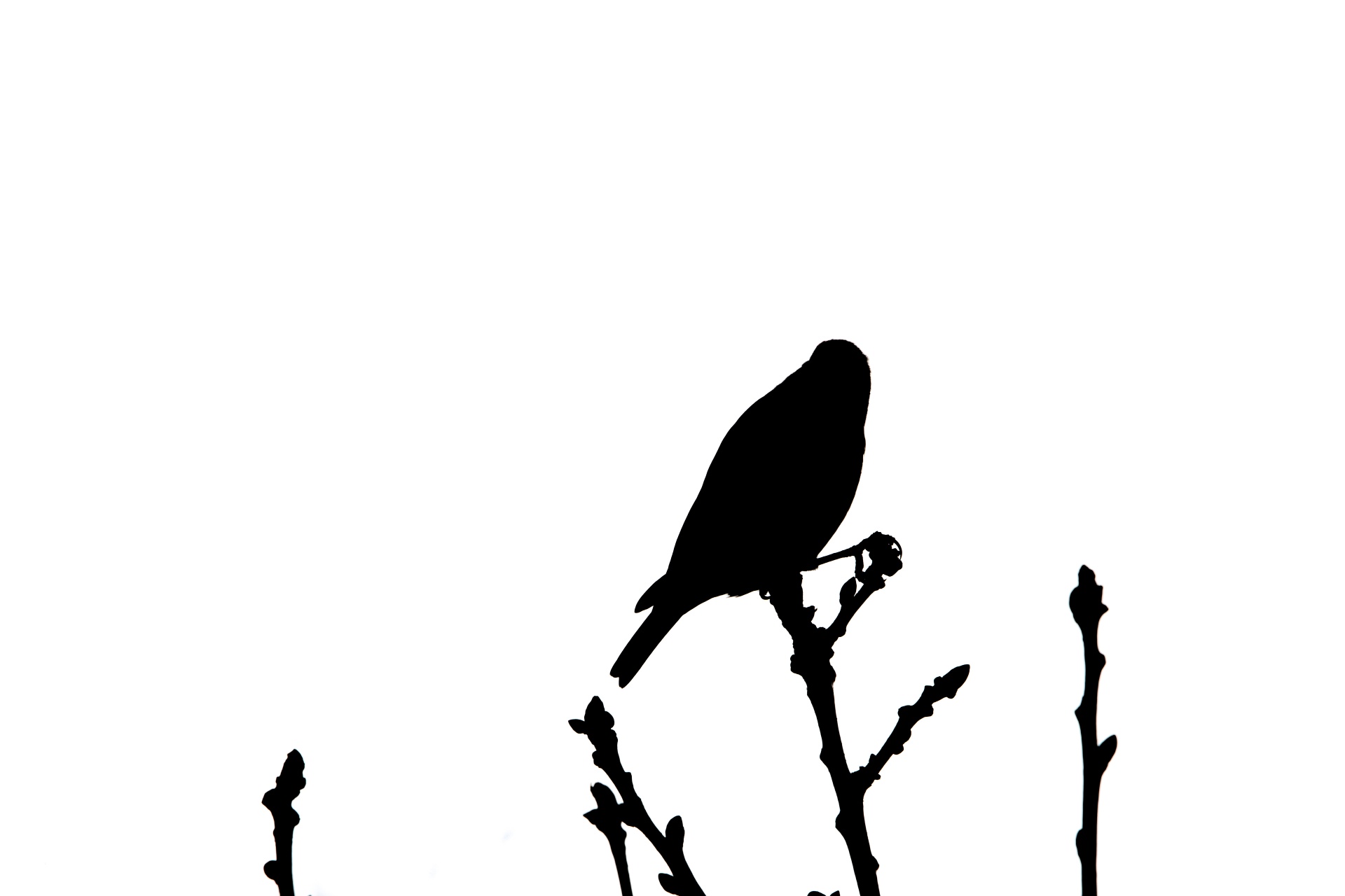 bird black color drawing - art product free photo