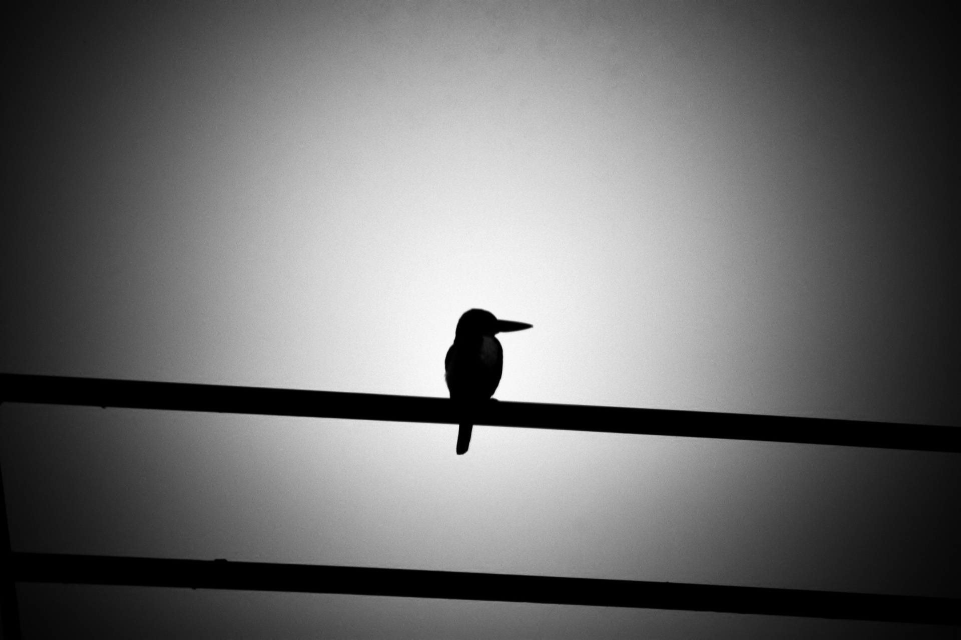bird silhouette nature free photo