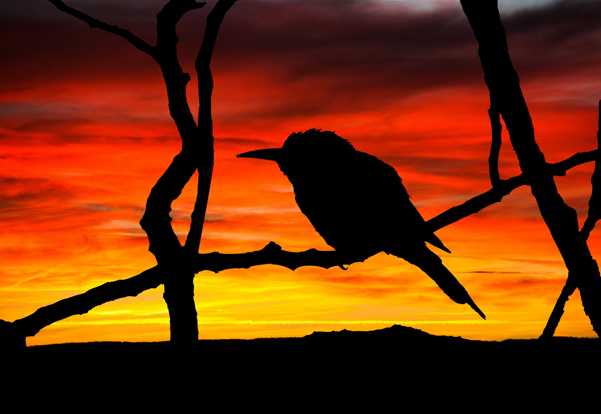 Bird Silhouette On Branch