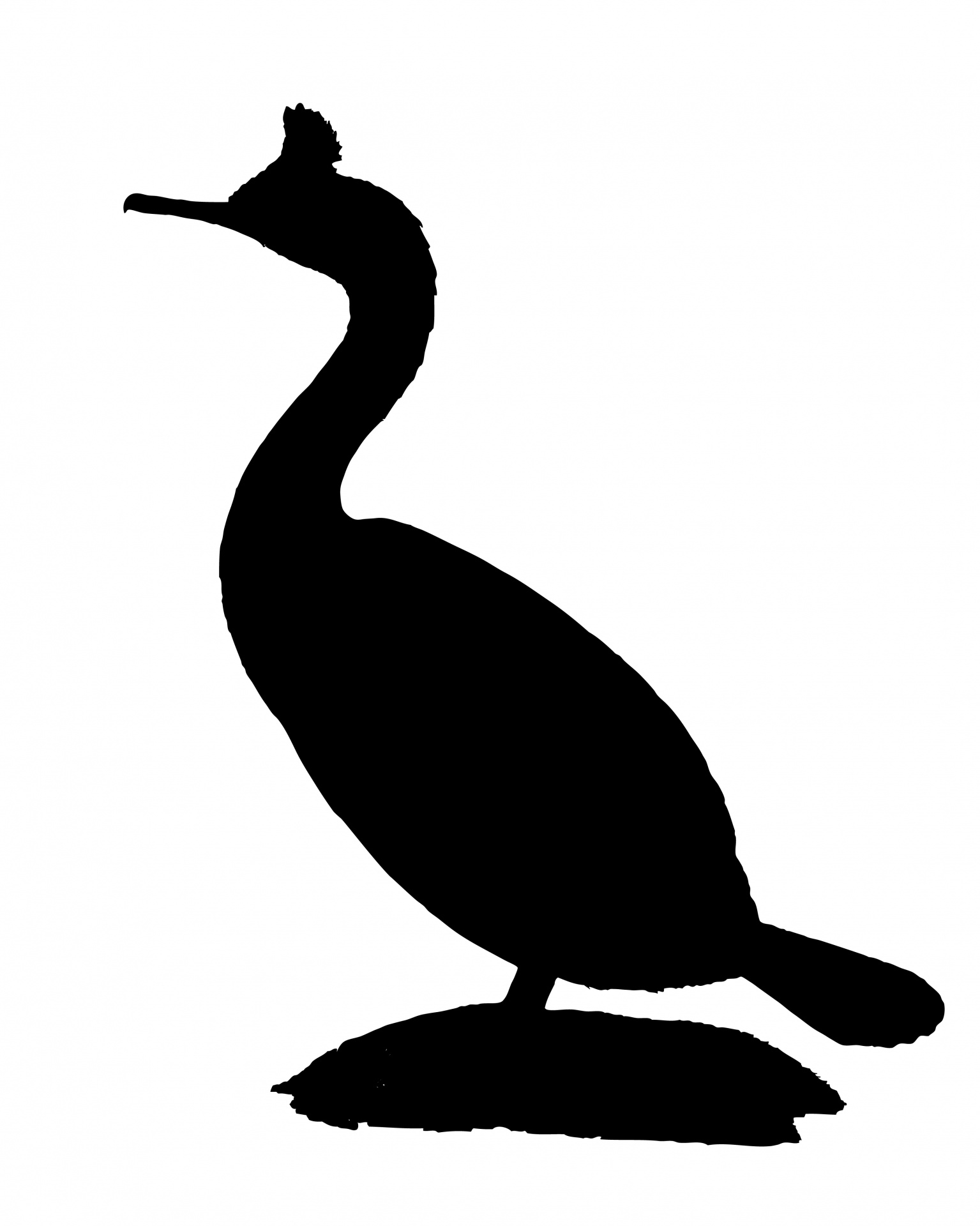 bird cormorant silhouette free photo