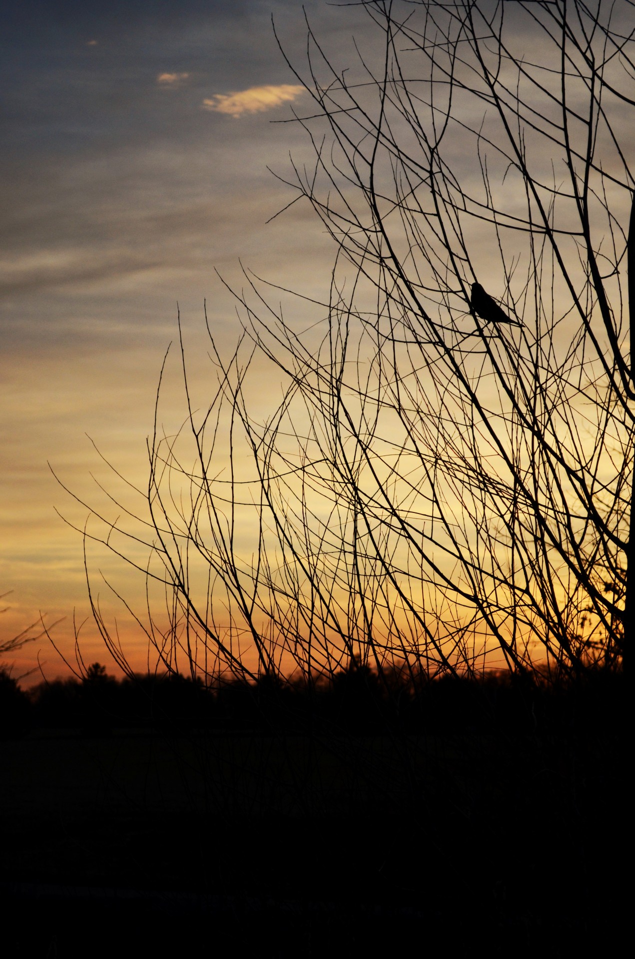 bird sunset tree free photo