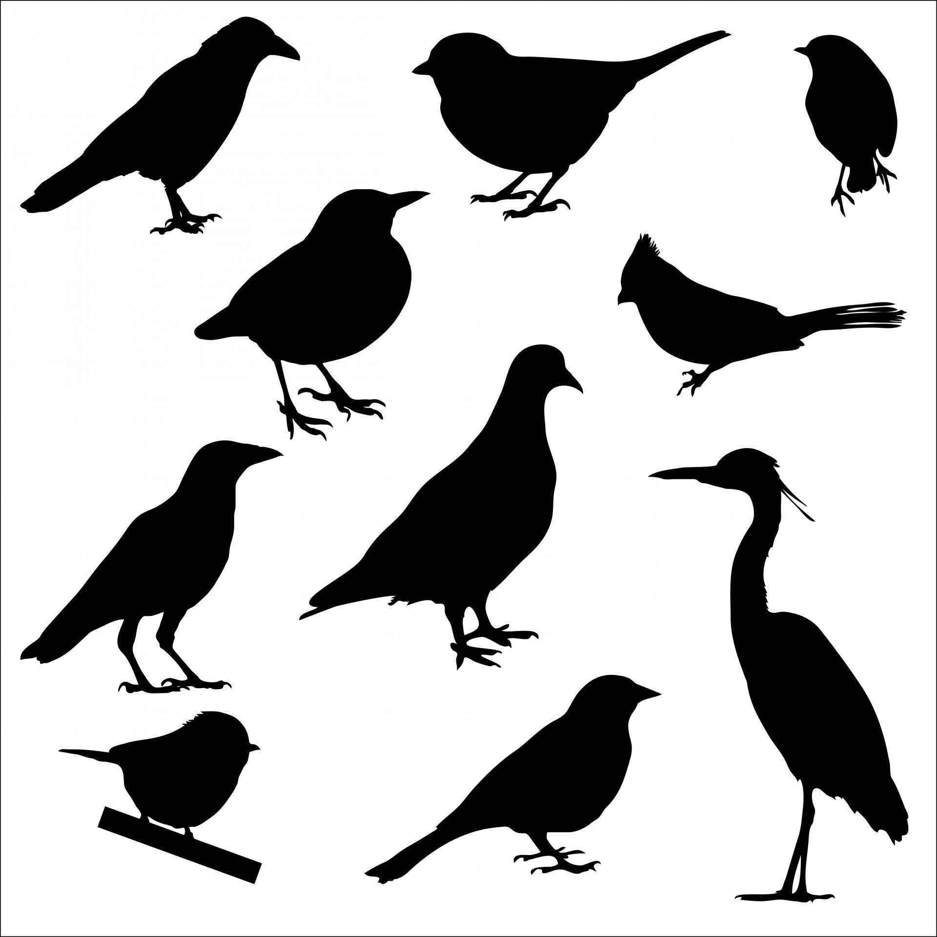 bird birds silhouettes free photo