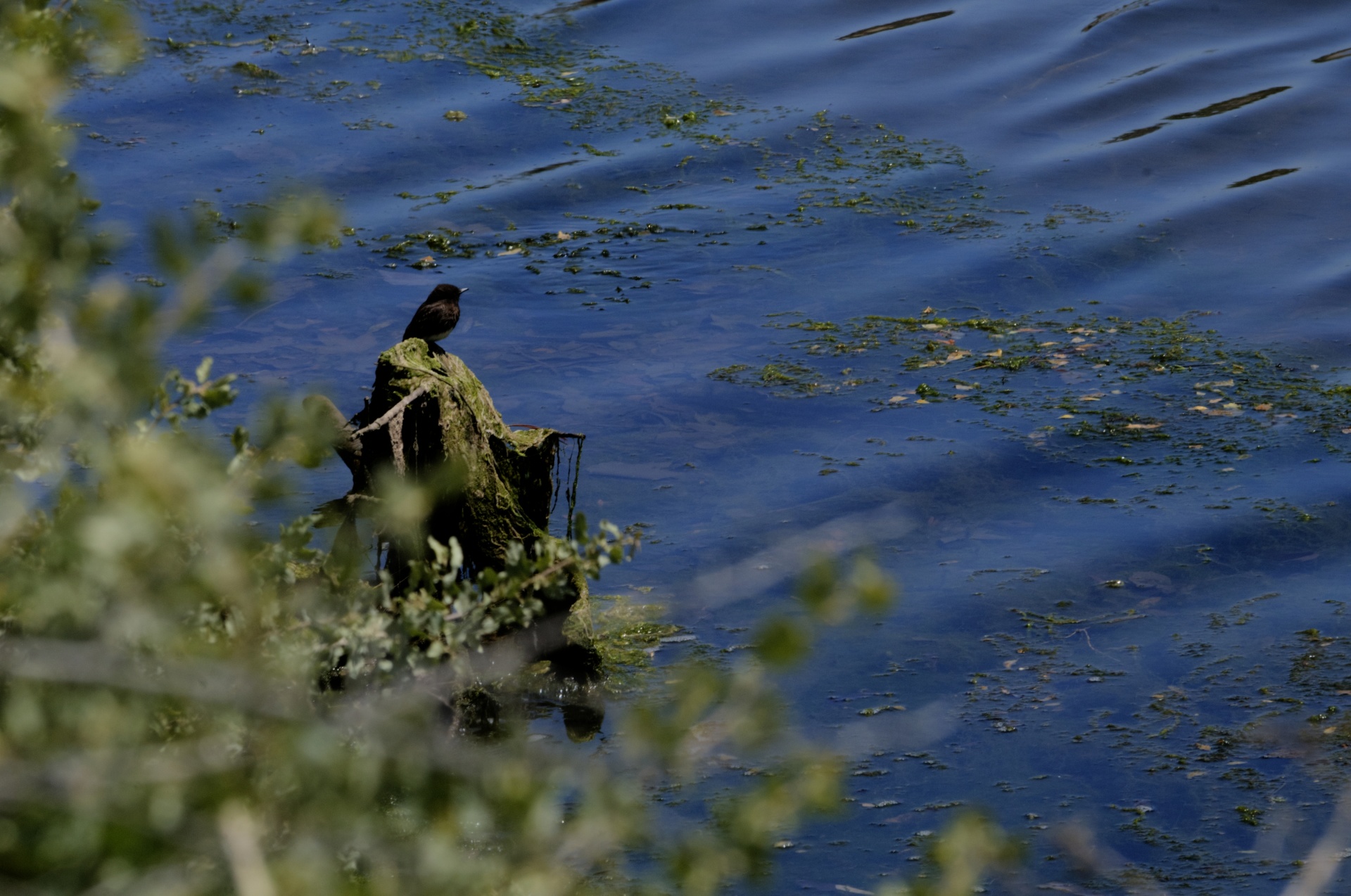 bird birds lake free photo