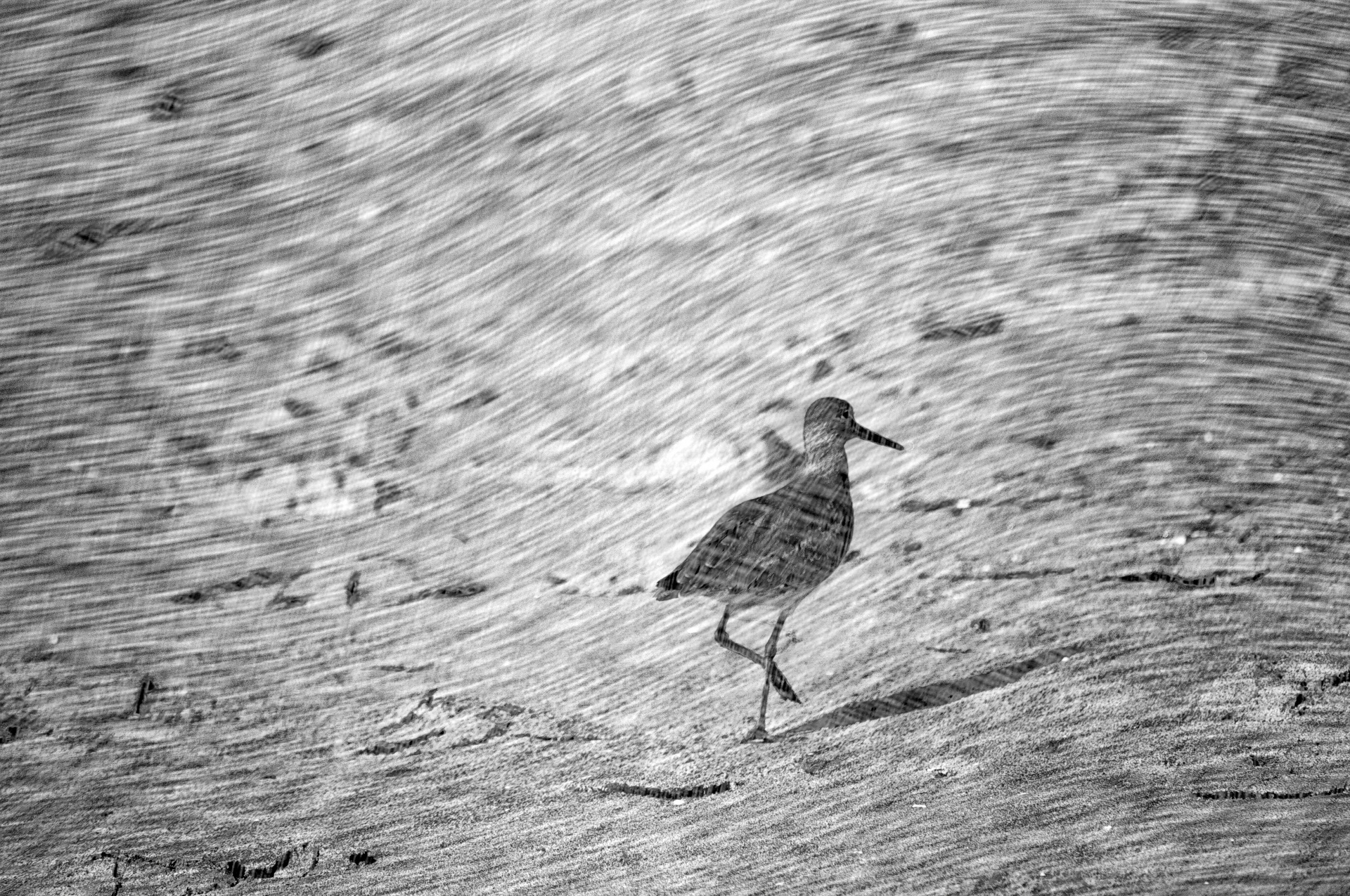 bird birds black white free photo