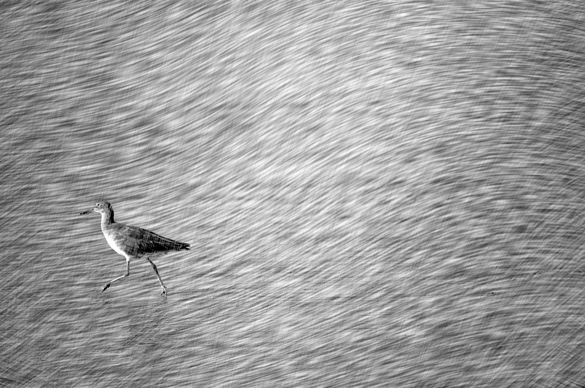 bird birds black white free photo