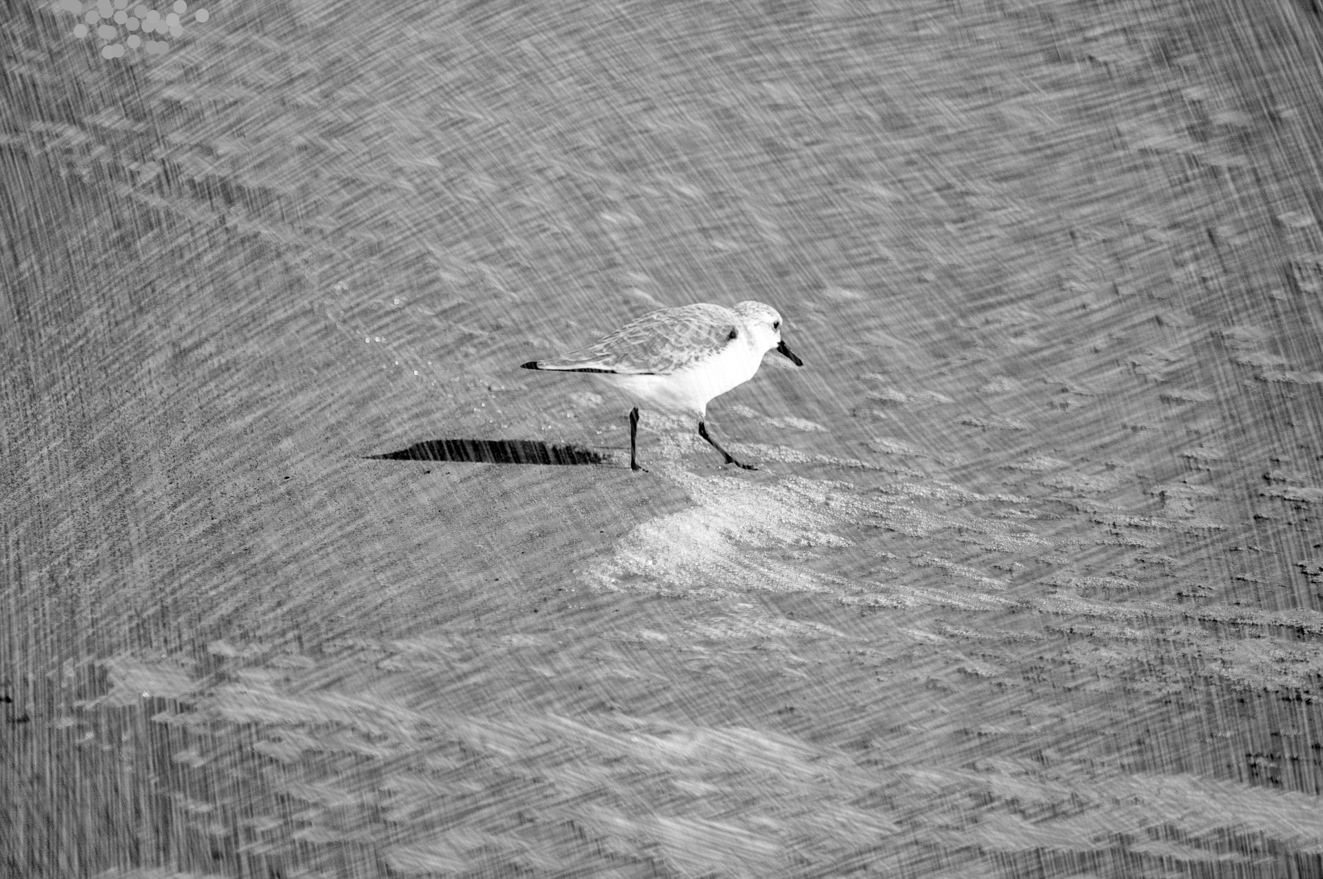bird birds black white free photo