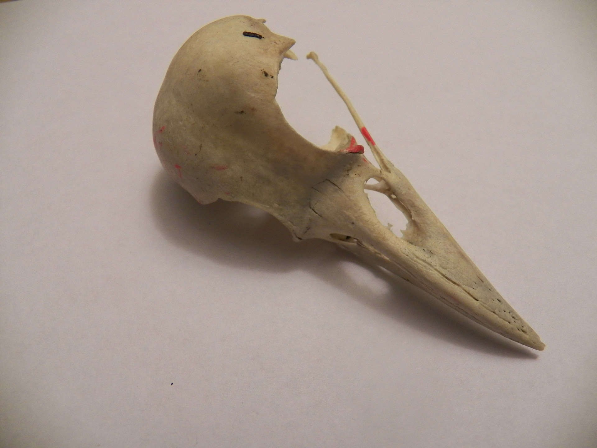 bird birds skull free photo