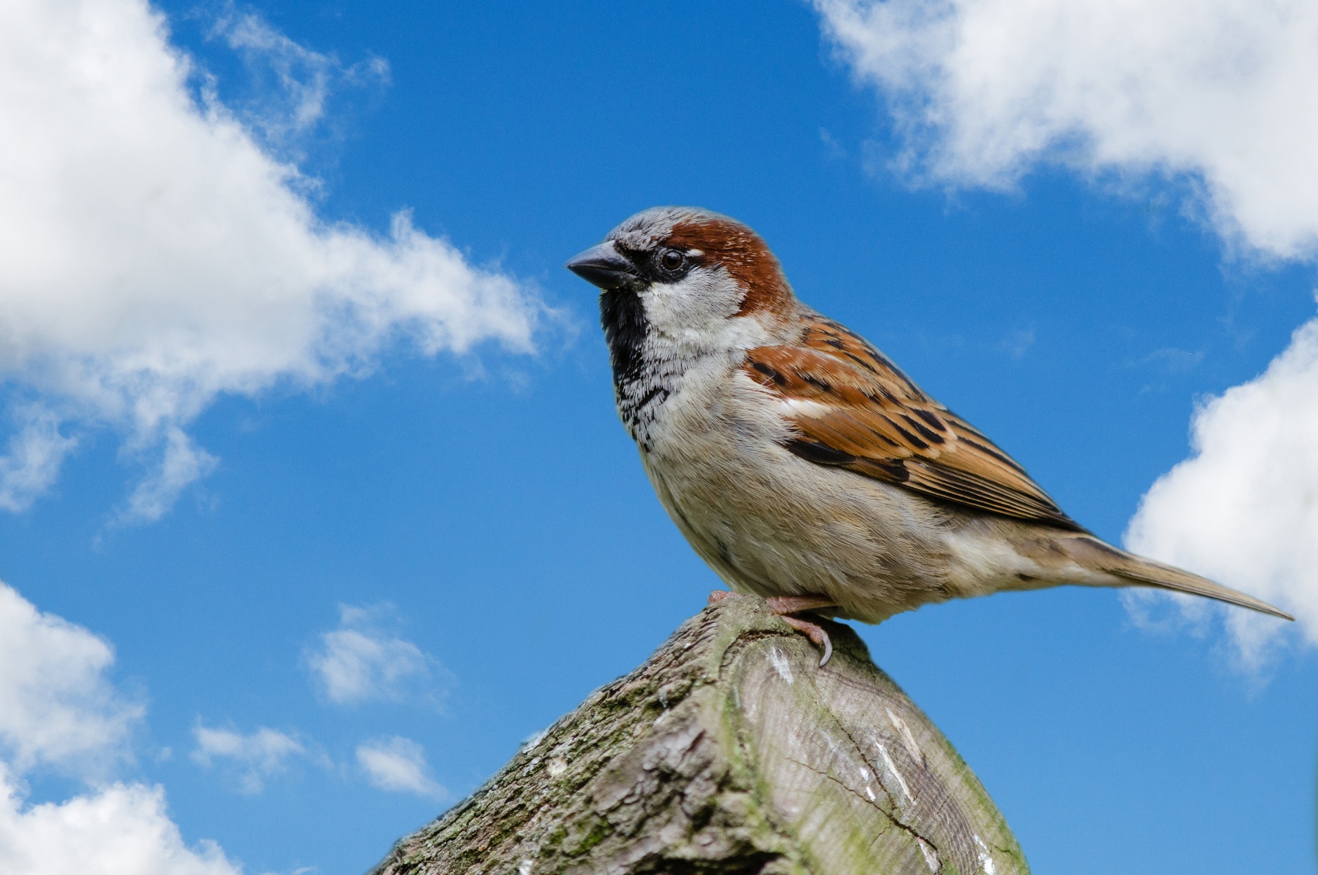 bird sparrow feathers free photo