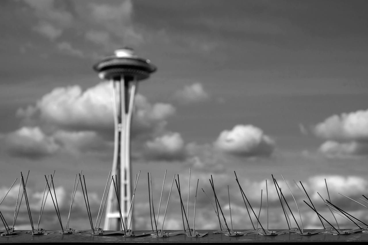 bird spikes clouds seattle free photo