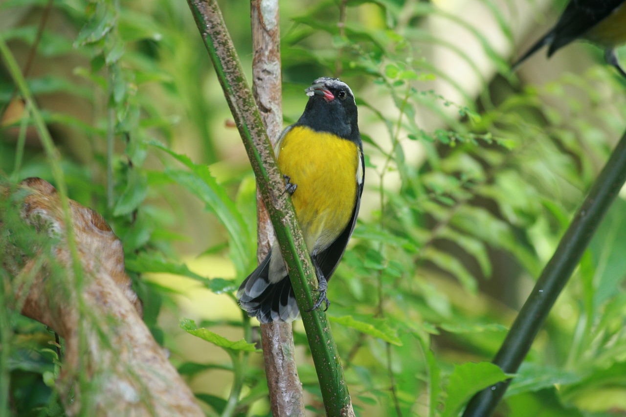 bird sugar yellow black free photo