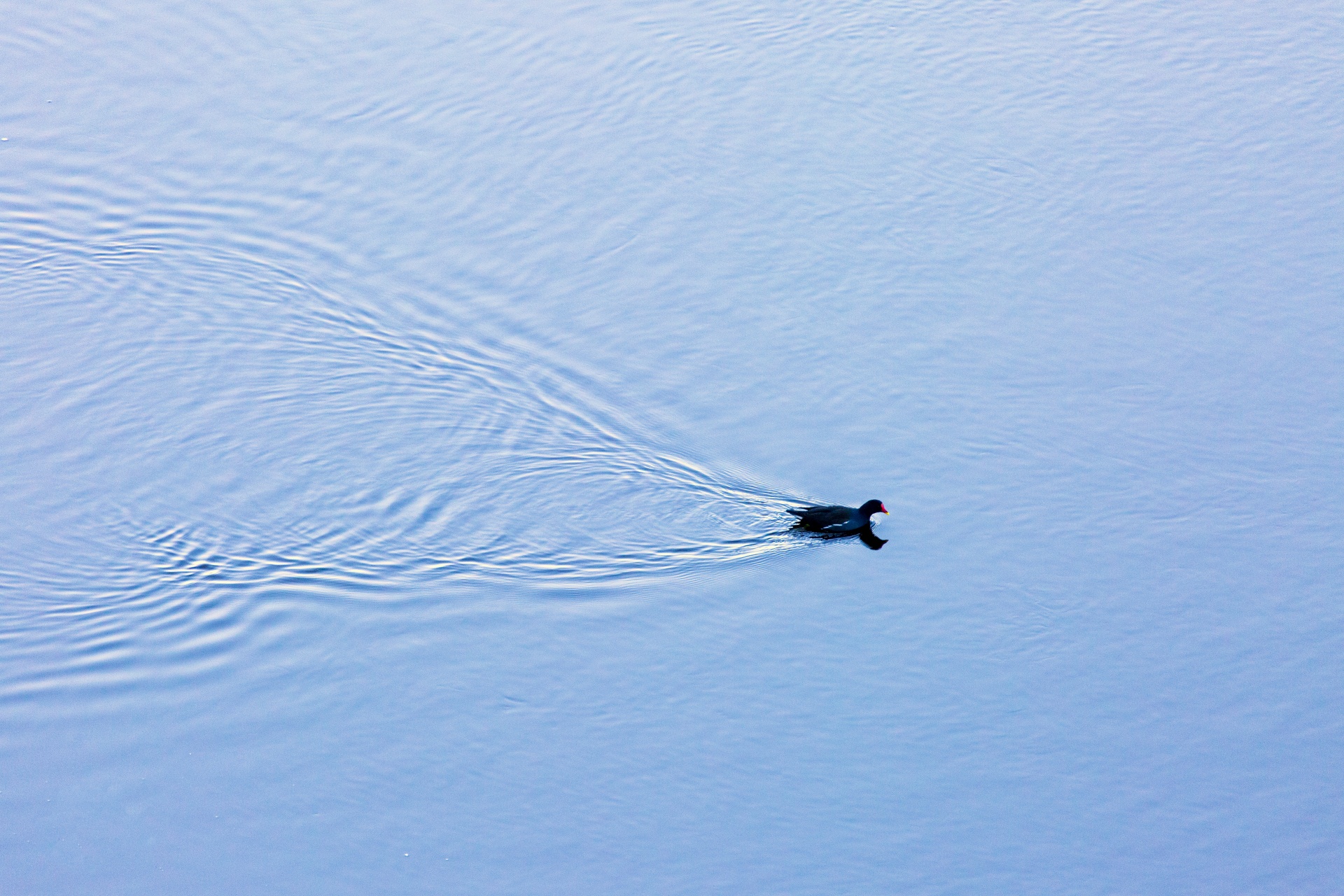 animals wild horizontal lake free photo