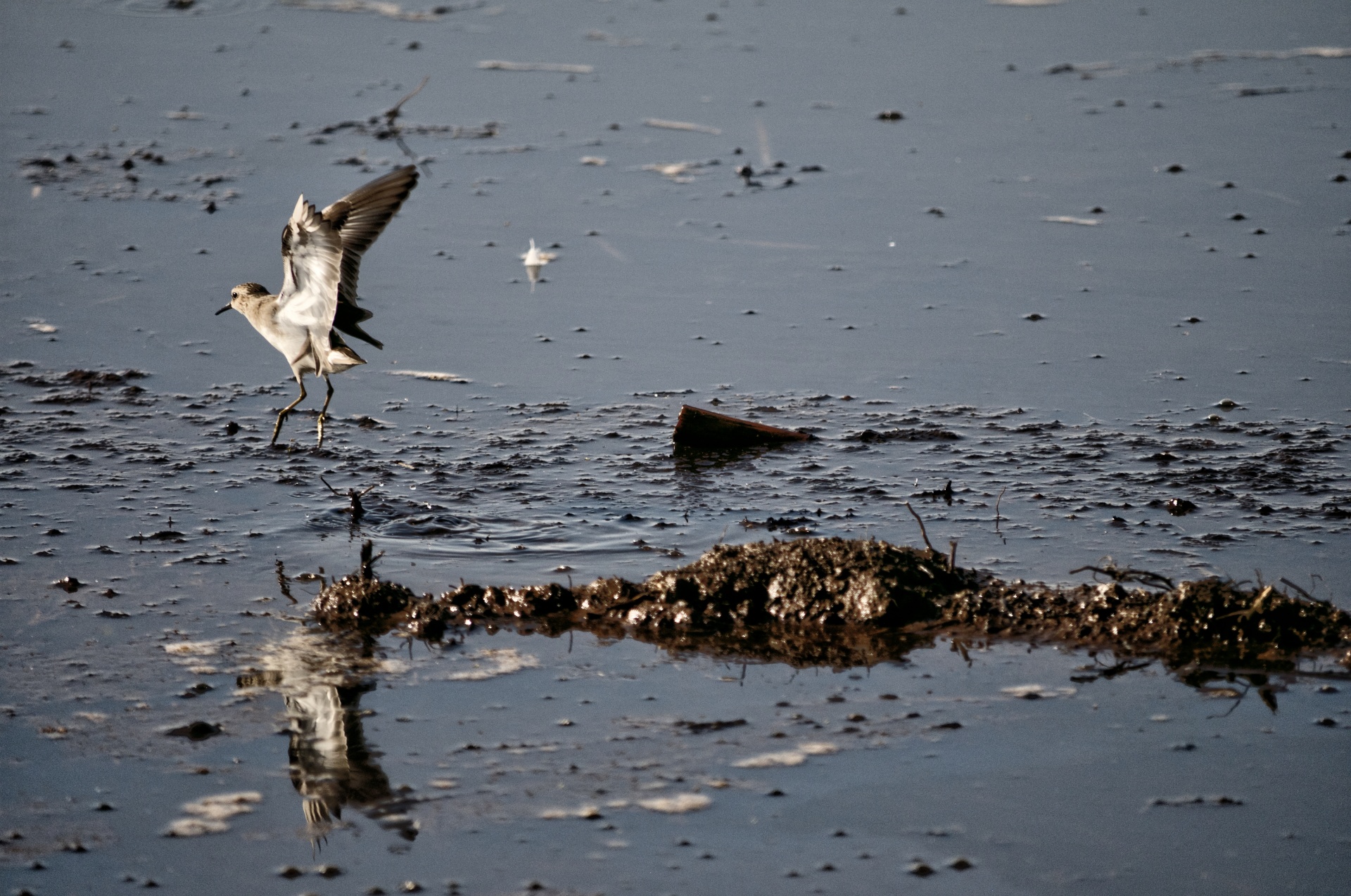 bird birds flying free photo