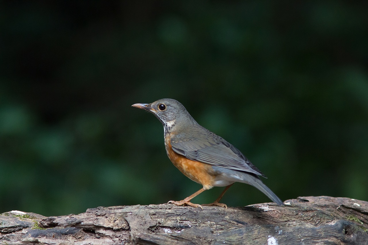 bird thrush poultry wild fowl free photo