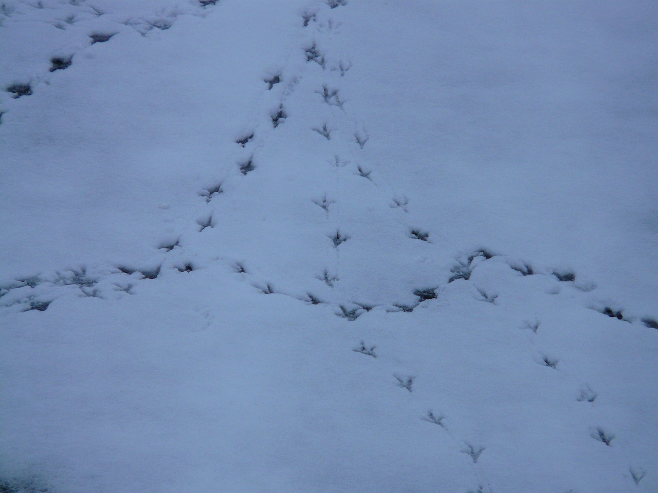 bird tracks animal track reprint free photo