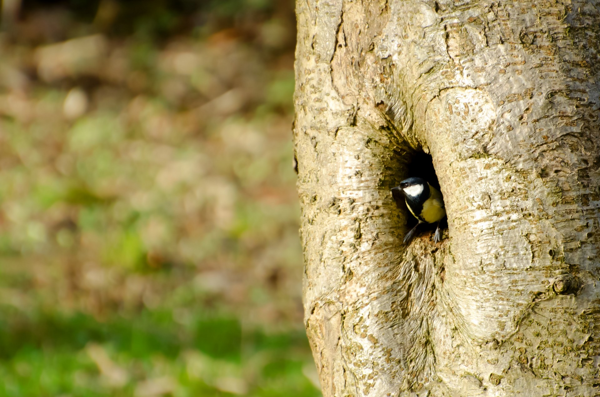 bird tit tree free photo