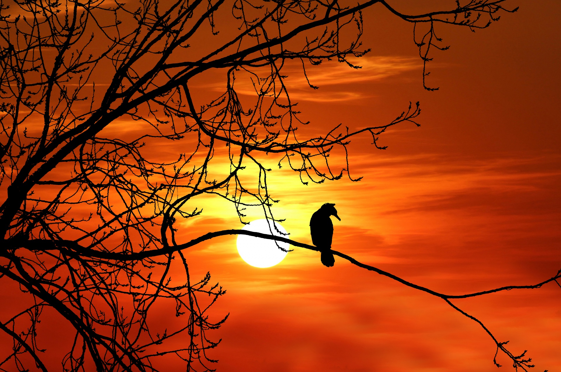 bird tree sunset free photo