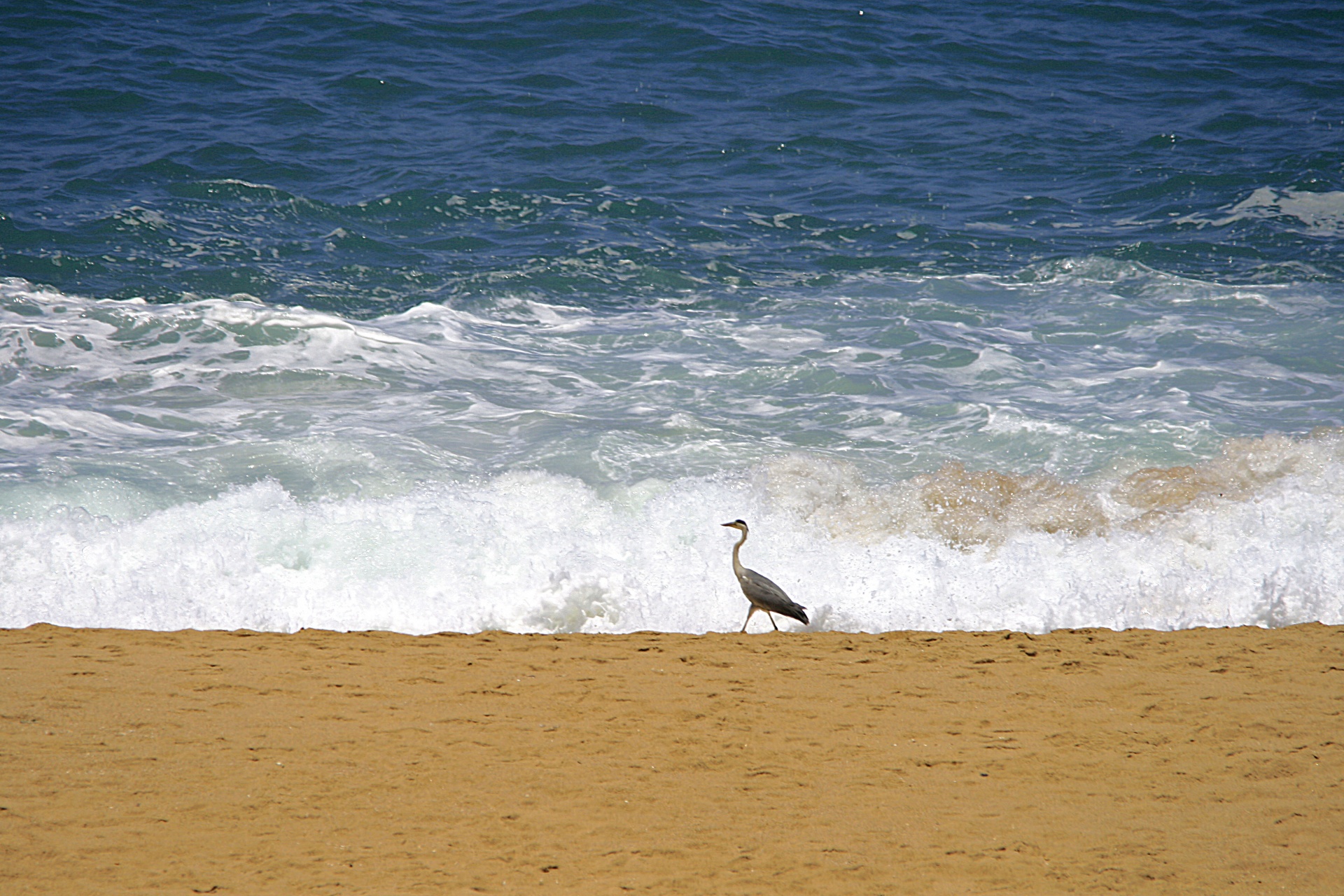 sea water ocean free photo