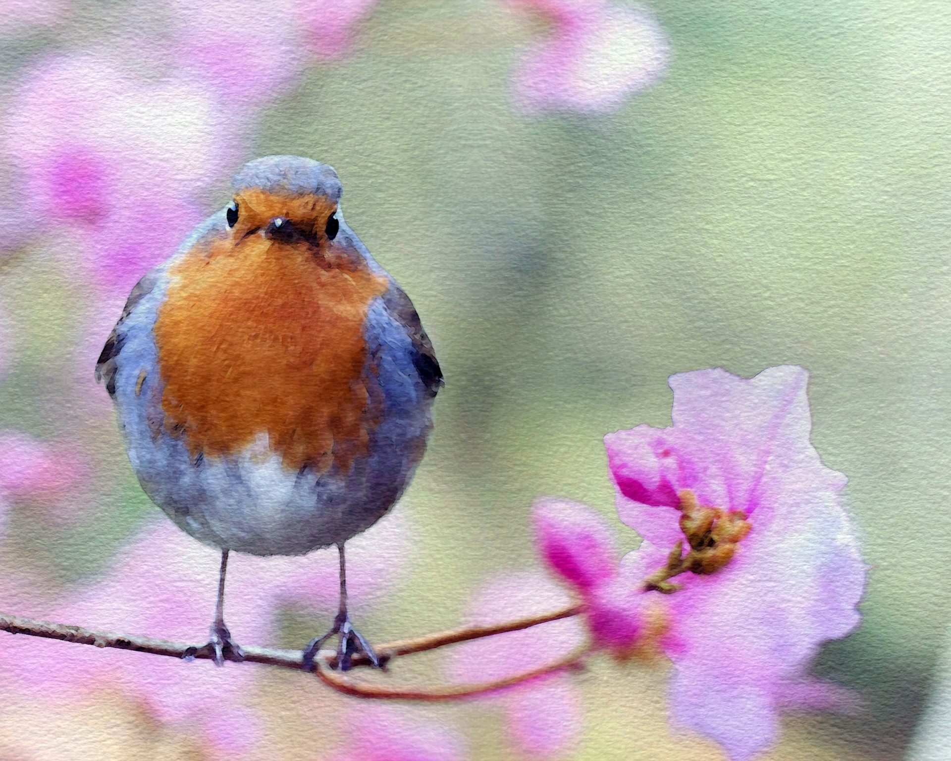 bird robin watercolor free photo