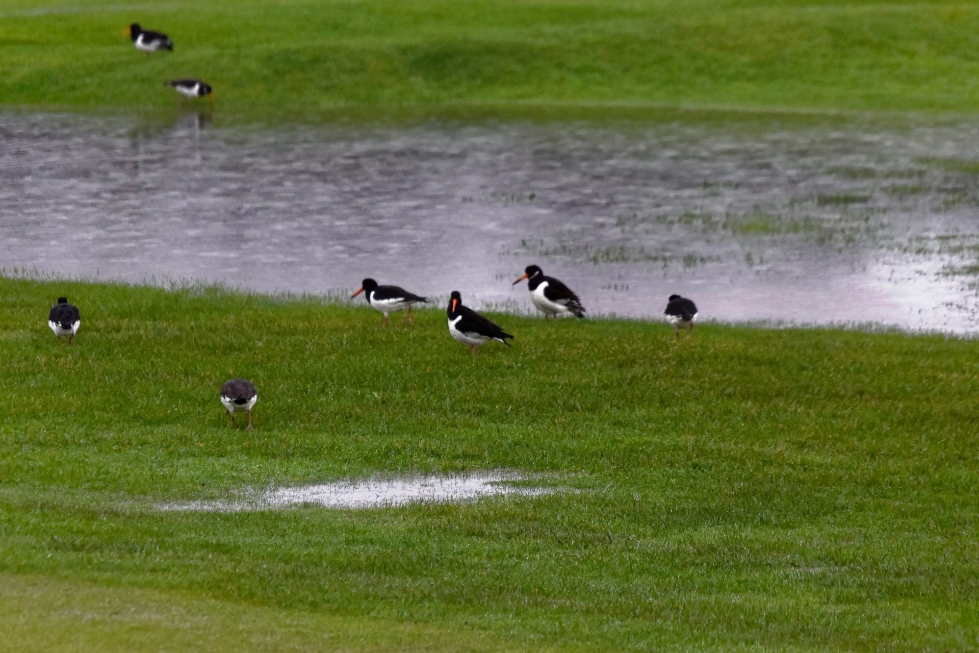 birds water wildlife free photo