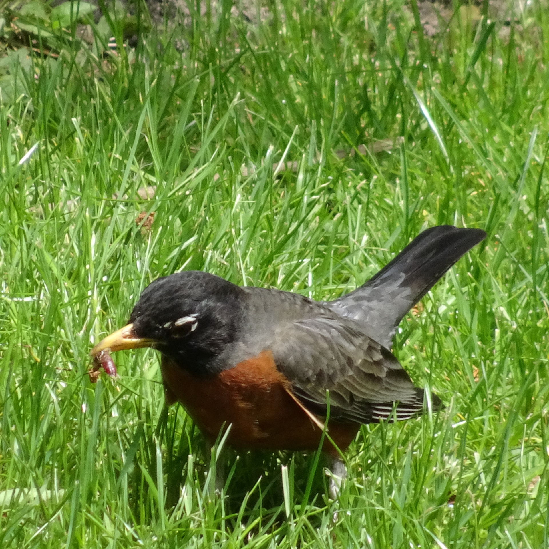 bird worms closeup free photo