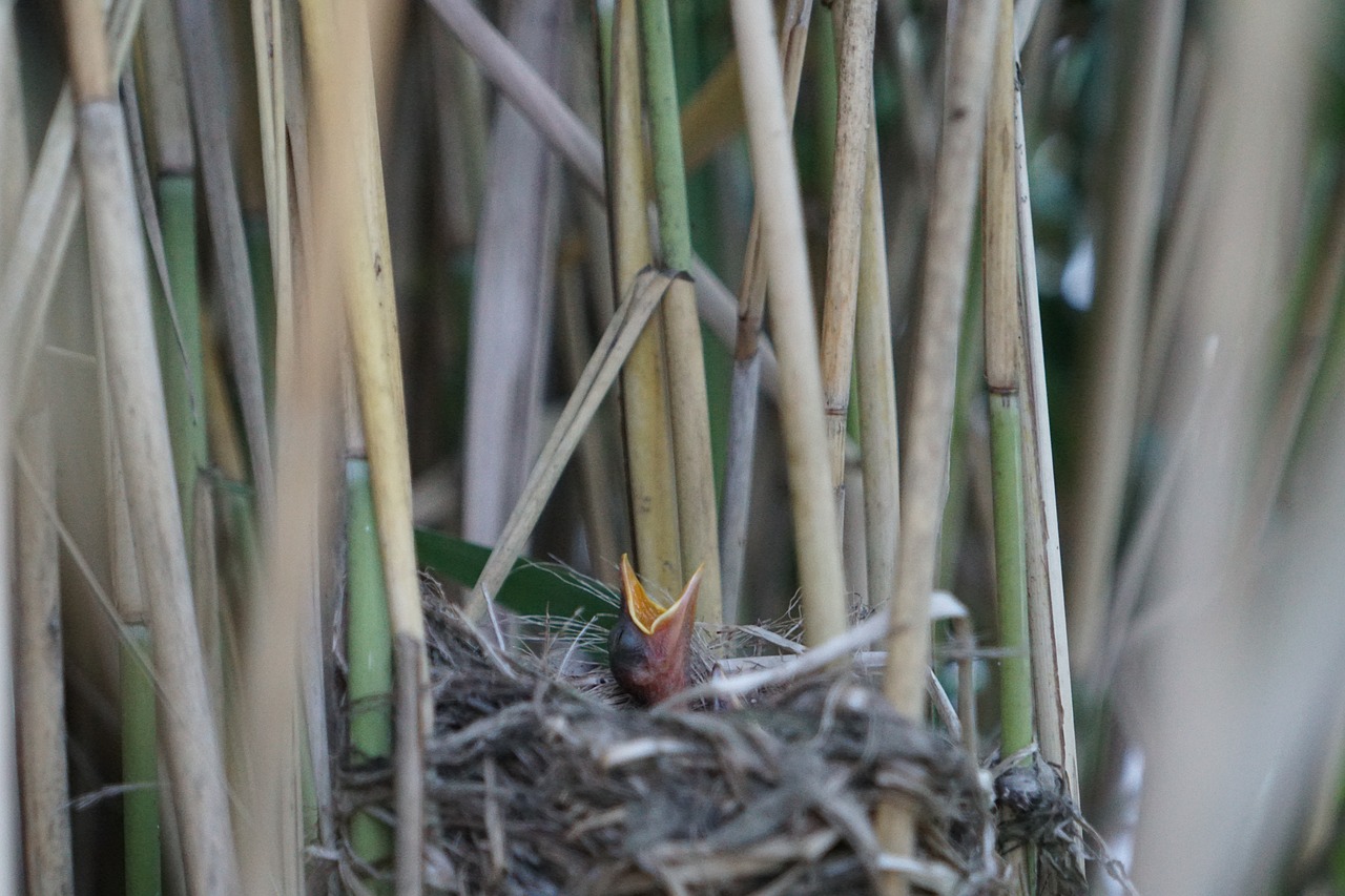 bird young bird bird's nest free photo