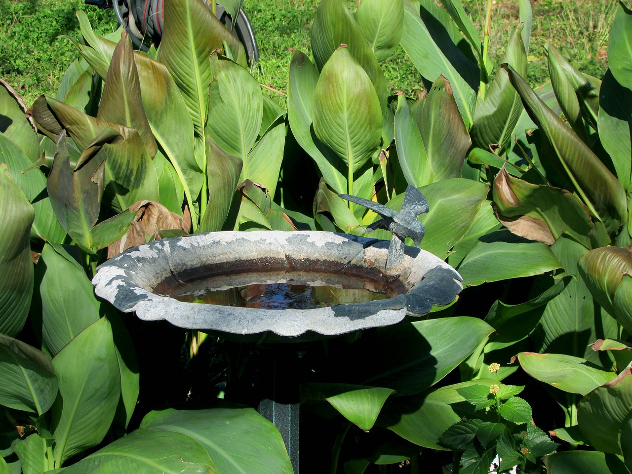 birdbath plants water free photo