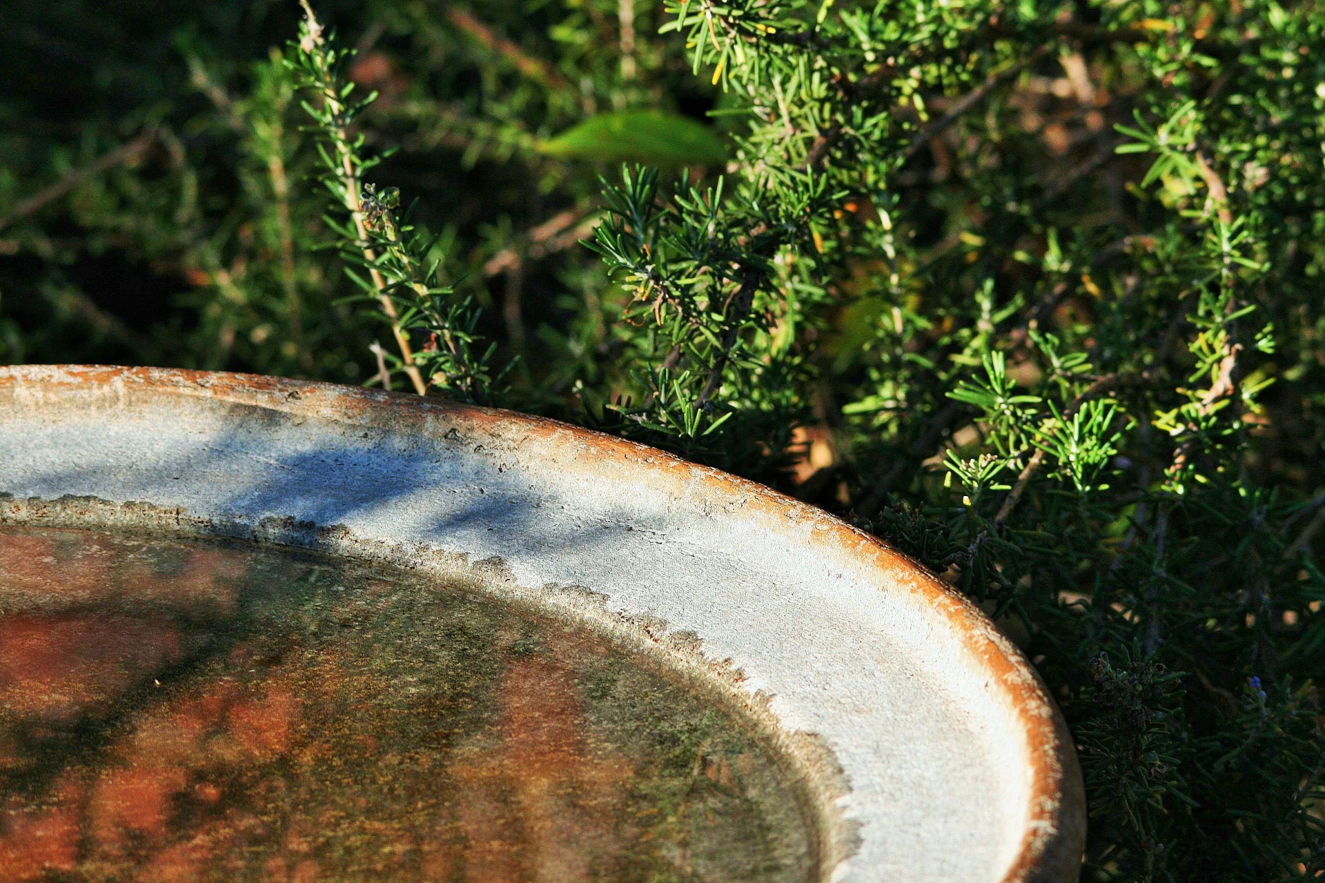 bath stained bird free photo