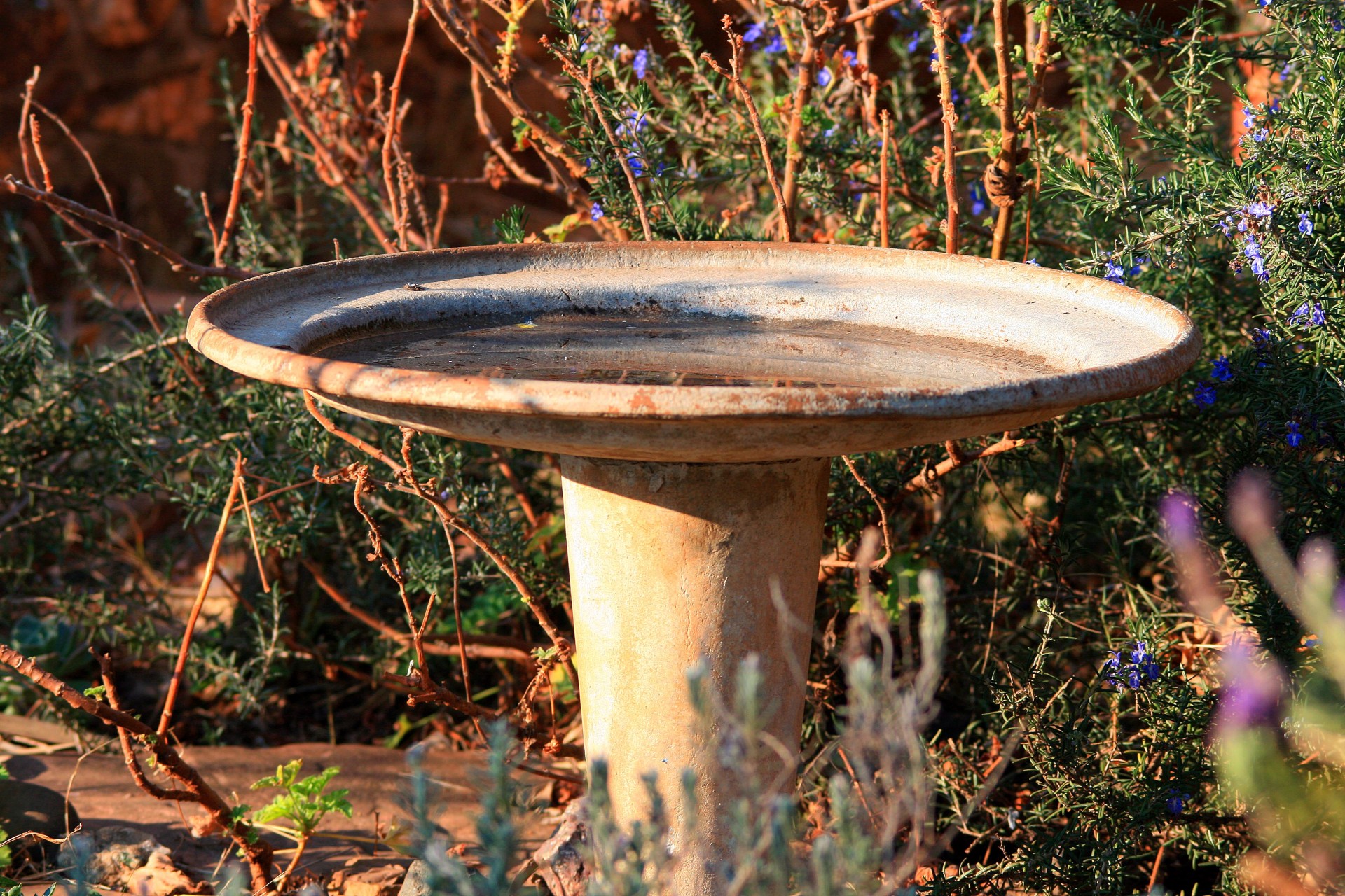 bath bowl bird free photo