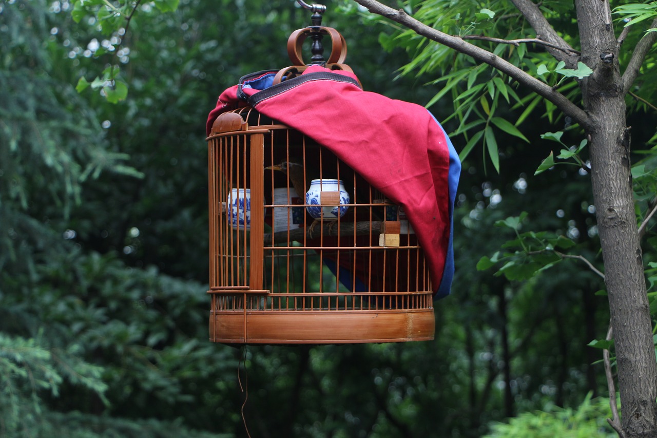 birdcage bird cage free photo