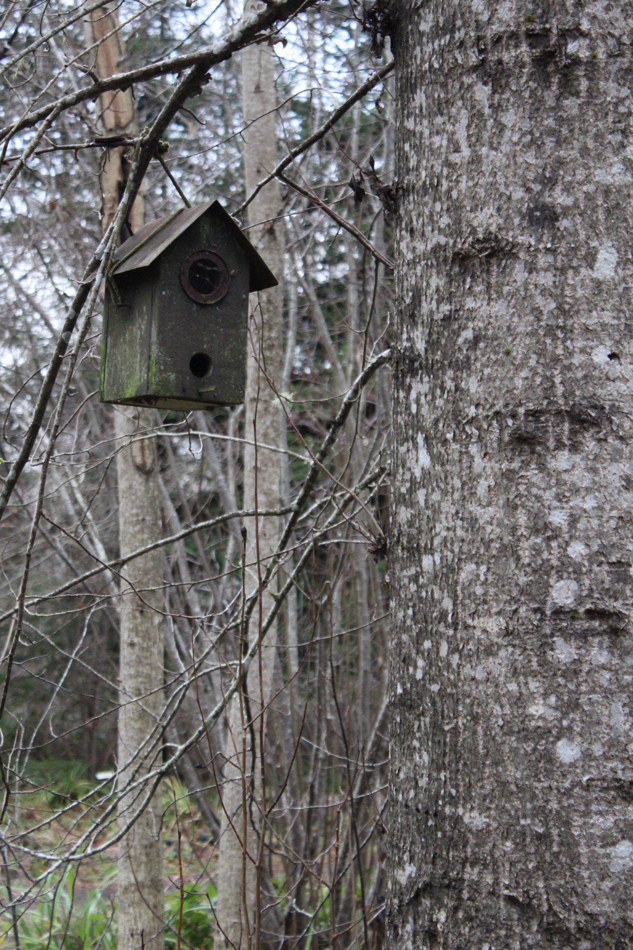 birdhouse tree grey free photo