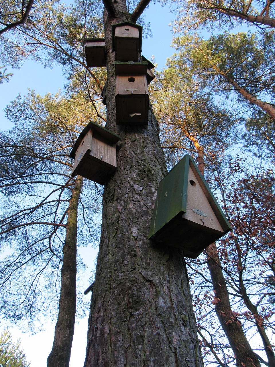 birdhouse tree wood free photo