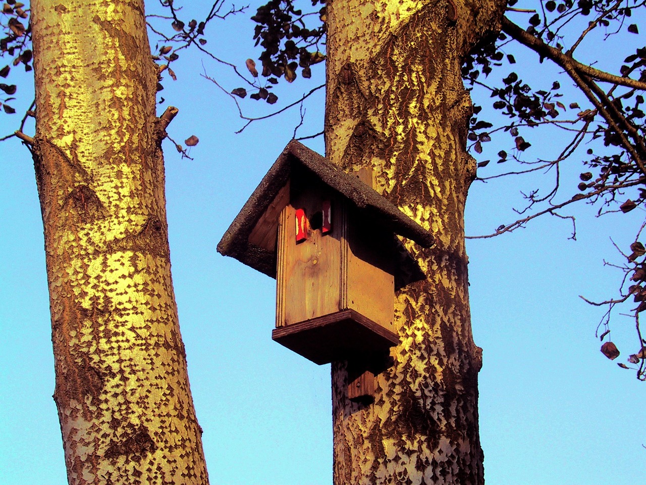 birdhouse cottage tree hut free photo