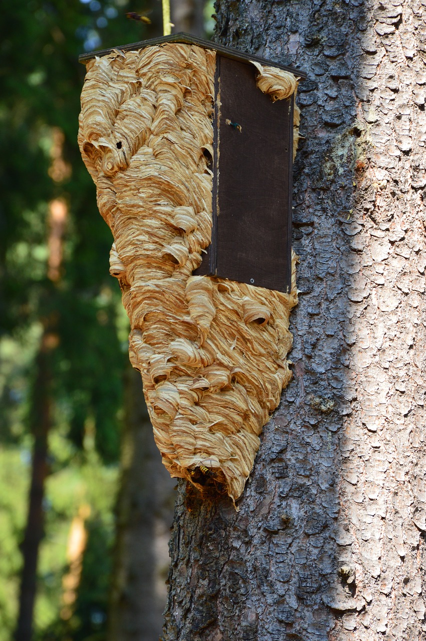 birdhouse hornet hornet's nest free photo