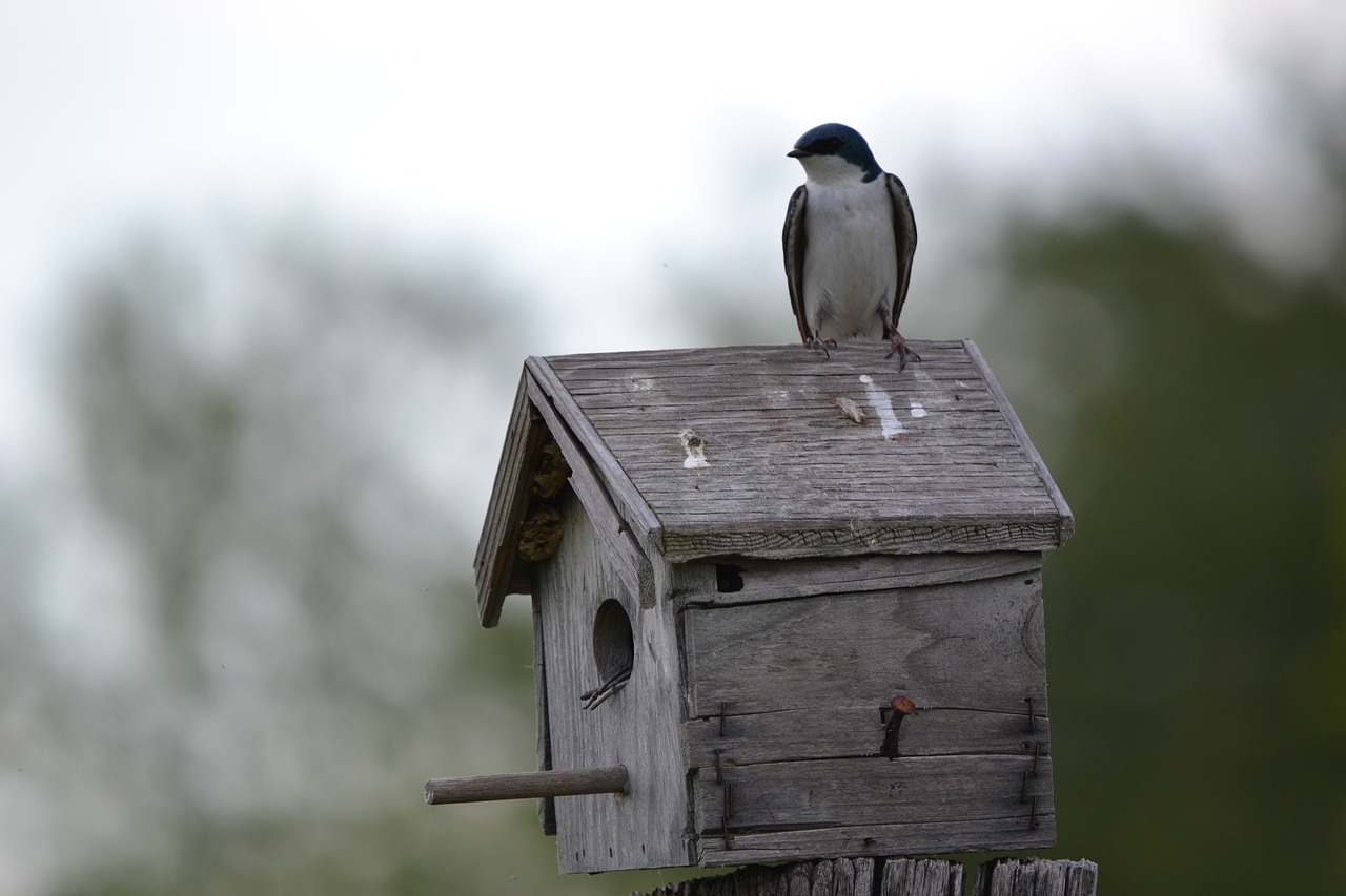 birdhouse swallow bird free photo