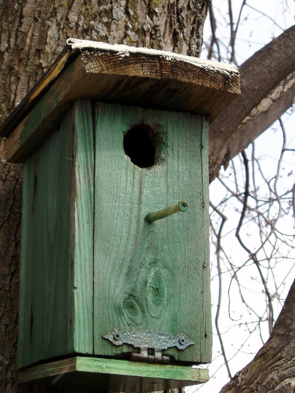 birdhouse green bird free photo