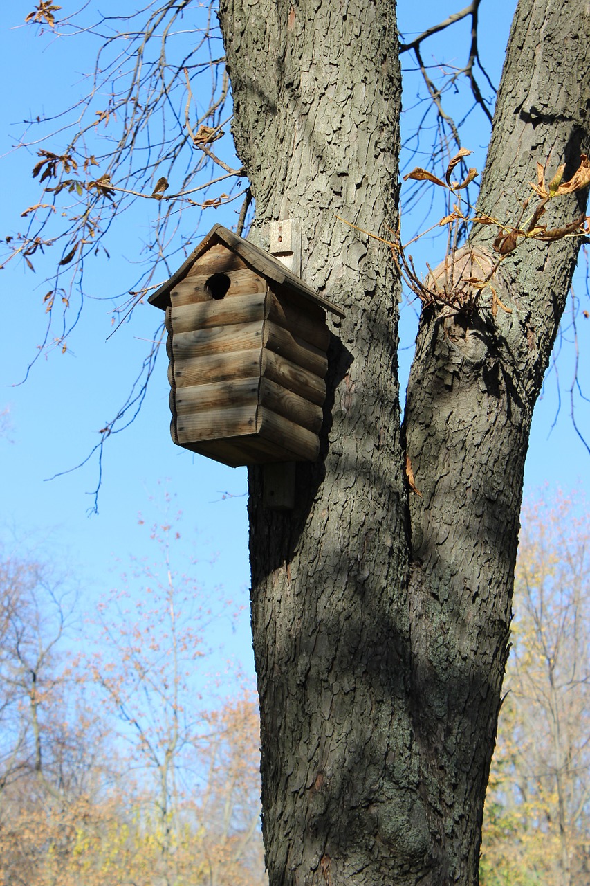 birdhouse tree park free photo