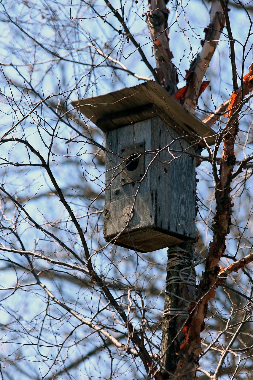 birdhouse spring house for birds free photo