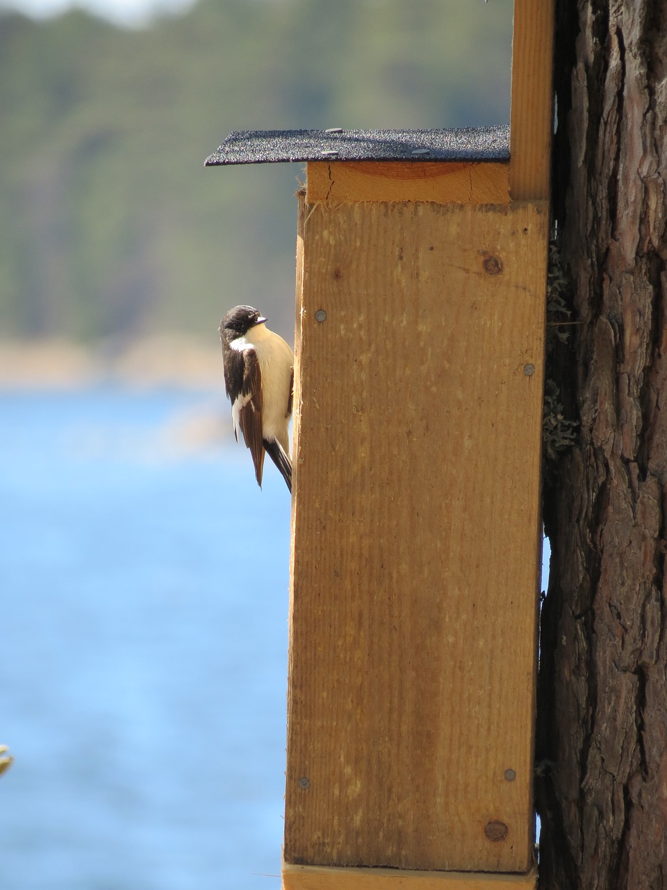 birdhouse flycatcher summer free photo