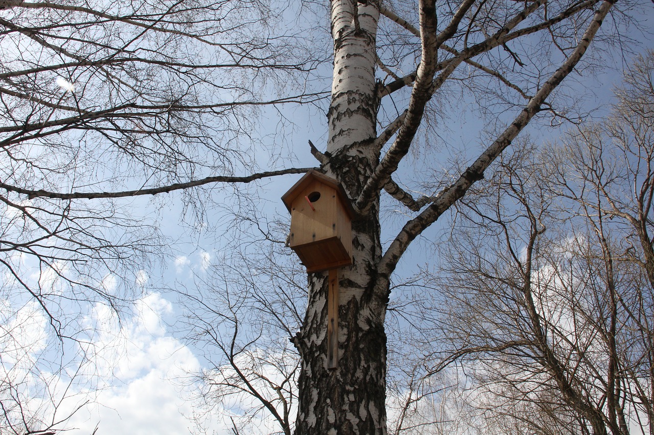 birdhouse birch spring free photo