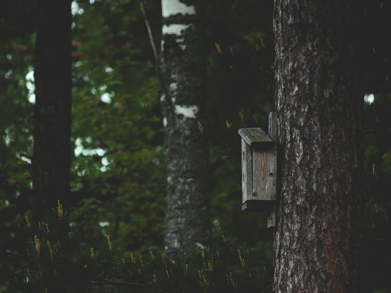 birdhouse tree forest free photo