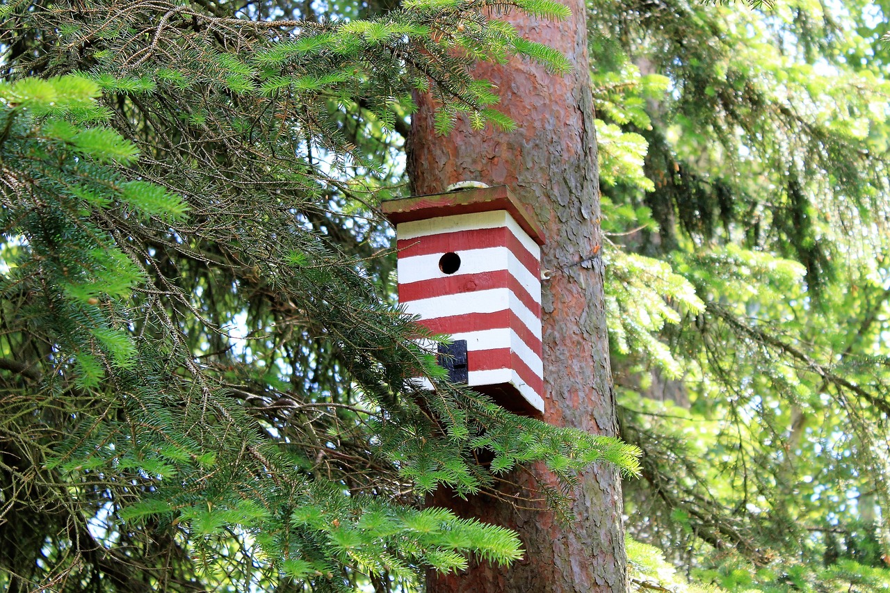 birdhouse box nest free photo
