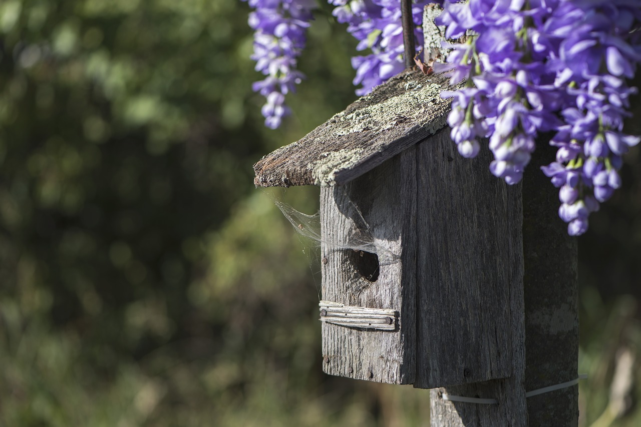 birdhouse flowers purple free photo